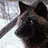 DaemonTheWolf