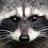 flying_raccoon360