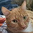 Panzer_Catto